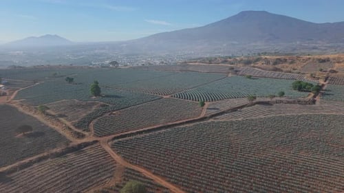 Tequila Town and Agave Fields