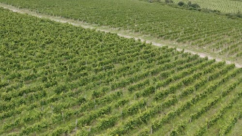 Aerial View of a Young Green Garden of Vineyards in Zakarpattia Oblast Ukraine