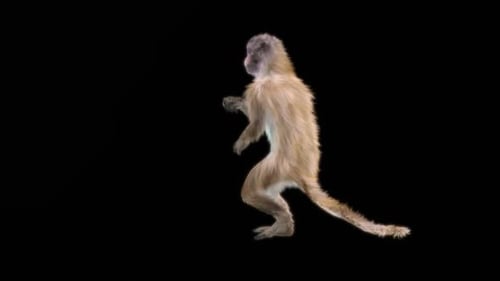 54 Monkey Dance HD