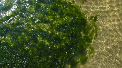 Top-Down View Of Green Seaweed In Clear Shallow Water On Sandy Seabed