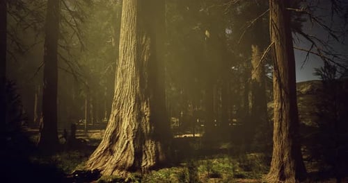 Majestic Giant Trees in a Serene Forest Under Soft Sunlight