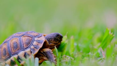 Close-up side-view of tiny angulate tortoise Chersina angulata on grass