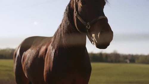 Beautiful brown horse standing in a sunny field