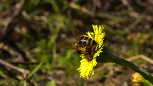 Bee collecting nectar on yellow flower in spring, closeup macro insect