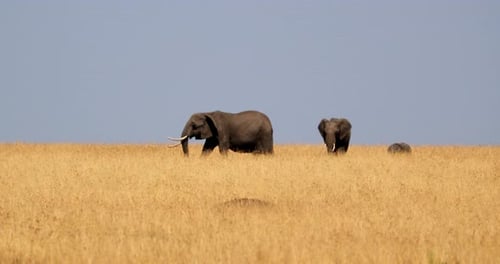 Family Of Elephants Walking In Savanna In Masai Mara, Kenya - Slow Motion
