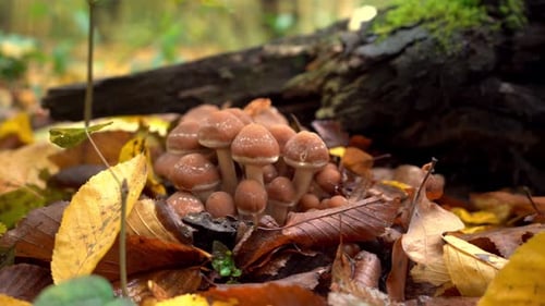 Honey Mushrooms Near a Stump Among Moss and Fallen Leaves Forest in Autumn Nature Fall Collect