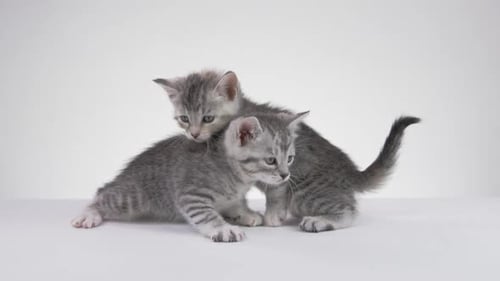 _Fond blanc -Adorables bébés chatons sur fond blanc -X054 C009 04063U 001 6\_1_