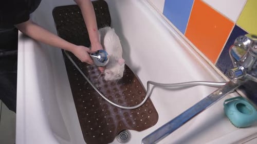 Young Adult Giving White Cat a Bath