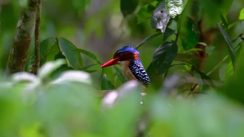 Ein Baumvogel und einer der schönsten Vögel Thailands in tropischen Regenwäldern
