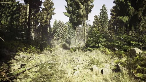 Calm Natural Border Filled with Towering Pines and Gentle Light Patterns