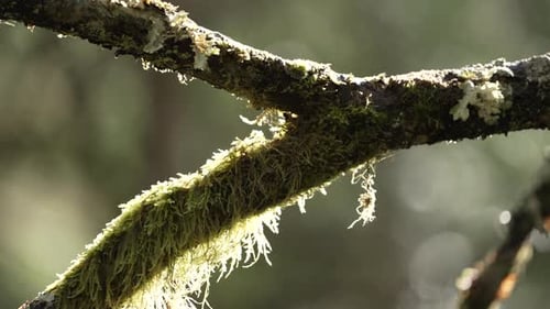 Moss and Lichen Covered Tree Branch