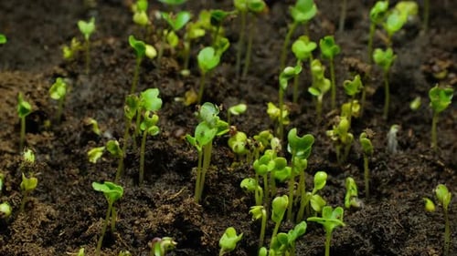Seedlings Sprout and Grow in Time Lapse