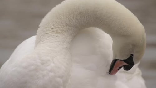 Majestic swan pecking and preening feathers, gloomy day, Close up