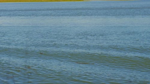 Calm Water Ripples on a Sunny Day