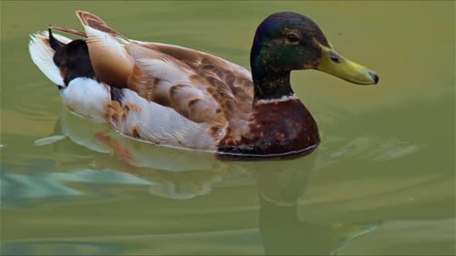 Mallard Duck On The Lake Water