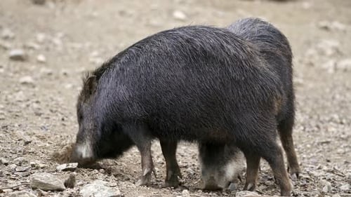 Le pécari du Chacoa est également connu sous le nom de tagua.