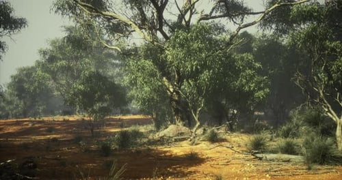 Eucalyptus Woodland Landscape Fly Through Animation