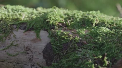 Aufnahmen von Moos auf einem Baumstamm in einem Wald