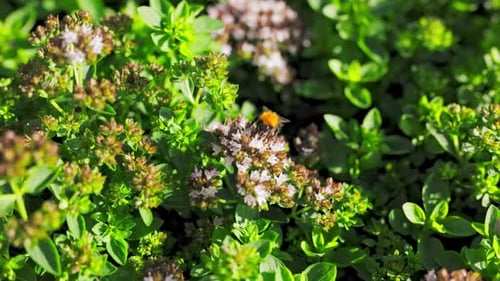 Close Up Footage of Bee Flies From Flower to Flower Collecting Honey in Sunny Weather Flowers of
