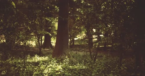 Sunlight Filters Through Trees in a Lush Forest Setting During Afternoon Hours