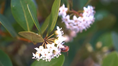 Close up shot capturing busy honey bee, apis mellifera pollinating the flowers of river mangrove, ae