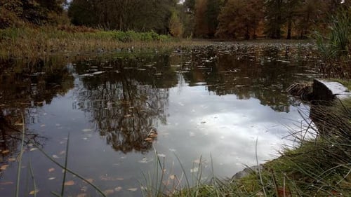 Tilt shot of ducks on a pond in autumn