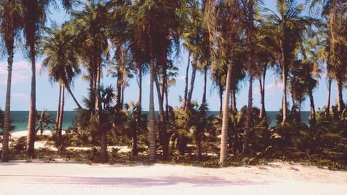 Ein tropischer Paradiesstrand mit Palmen und kristallklarem blauem Meer