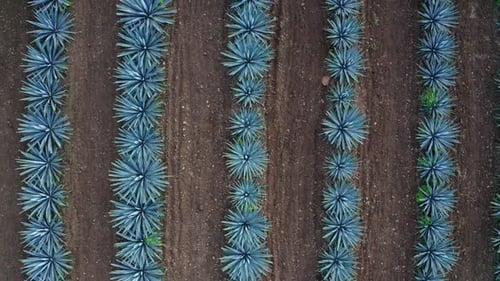 Agave field in Tequila, Mexico 8