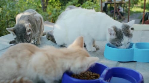 Domestic Cats Eat Food in the Garden From Colorful Bowls