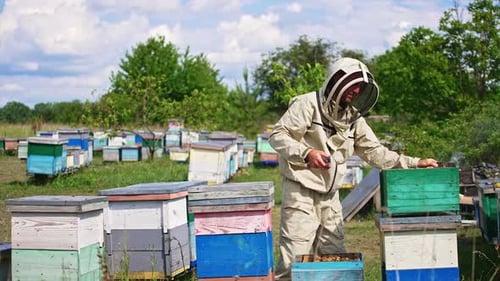 Beekeeper wearing protective suit and hat uses a smoker over the hive.