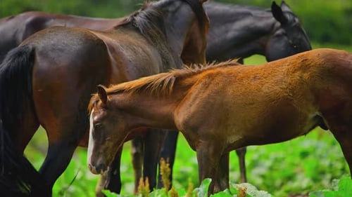 Wildpferde grasen im Tal der Berge