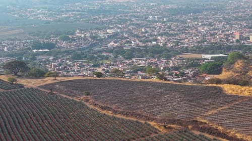 Stadt Agave Fields