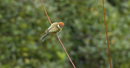 Colorful Bee-Eater Birds Perched and Flying