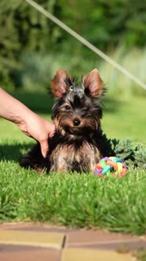 Yorkshire Terrier Puppy Sits in the arms of a girl against the background of green grass. Puppy runs