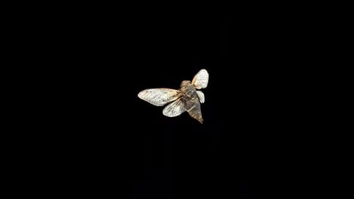 Black Giant Cicada