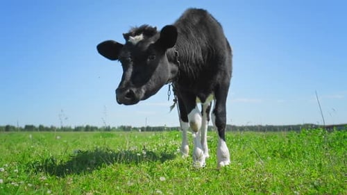 Cow grazing on the green meadow in a sunny day