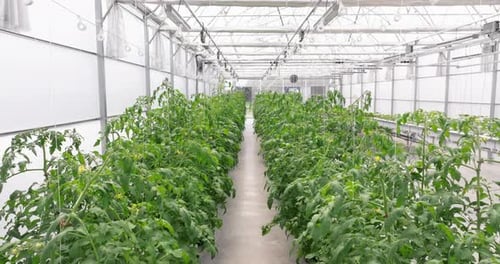 Tomato Plants Growing in Greenhouse