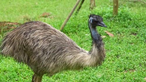 Emu, dromaius novaehollandiae with twisted long neck, spotted on grassland, turning its head, wonder