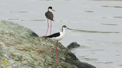 Black Winged Stilt