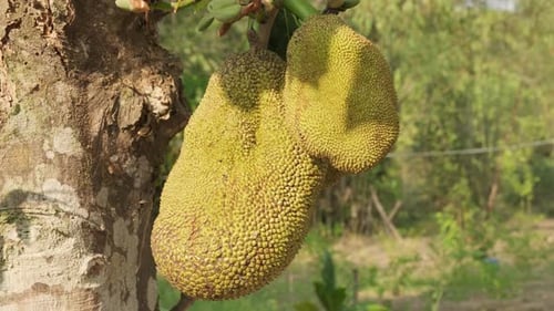 Jackfruit fruits hanging on Artocarpus heterophyllus tree close-up