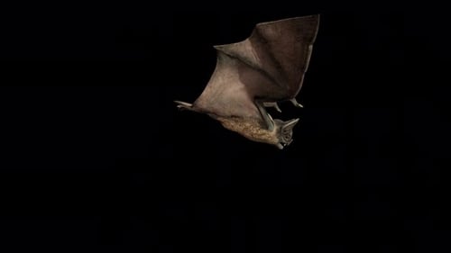 Realistic 3D Bat Flying Animation