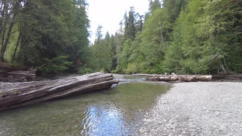 Serene River Landscape in Dense Forest