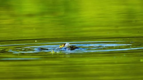 Statische Ansicht eines Moorfrosches, der über Wasser springt, Paarungsprozess, Tag