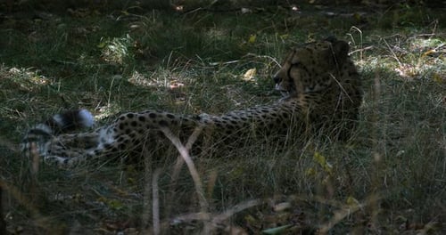 Gepard liegt auf dem Boden