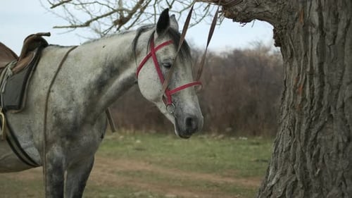 Gray horse with dark mane in leather saddle and a bridle on an spring day, tied to a tree