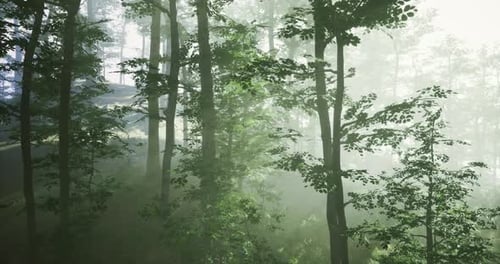 Light Illuminates Lush Forest During Misty Early Morning in Nature