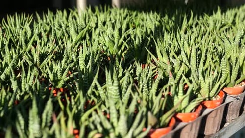 Closeup of Many Cactus in the Pots at the Market