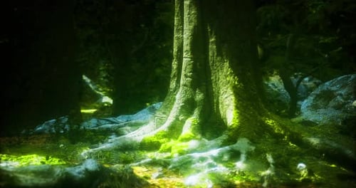 Moss Covered Tree Roots Bask in the Gentle Sunlight of a Serene Forest