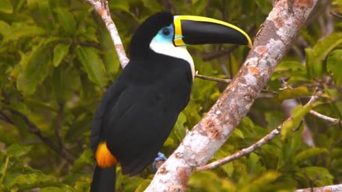 White-throated toucan perched and calling on a branch in a lush green forest