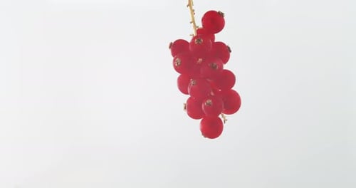 Red Currant Berries Hanging on White Background